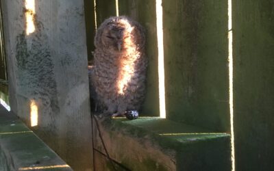 Owlets in the barn opposite the cottage