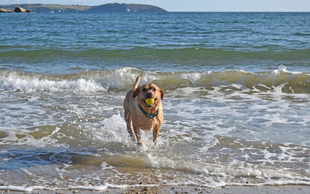 Happy dog on a beach