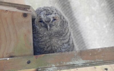 Owls have bred again this year in the barn.