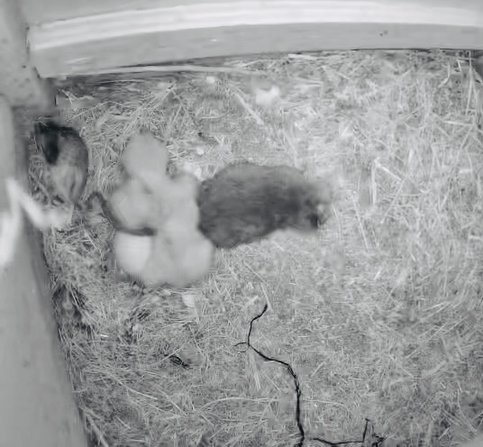 Owlets in the nest