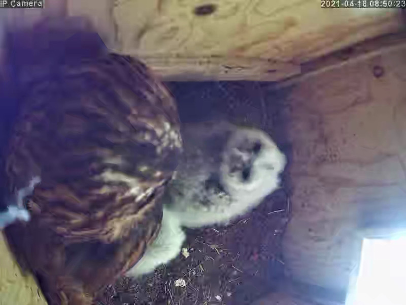 Owlets are growing fast